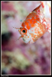 Blenny (3) by Dray Van Beeck 